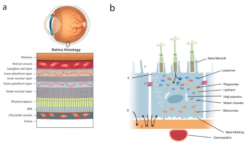 https://cdn.ncbi.nlm.nih.gov/pmc/blobs/7e08/6981689/27cec04df27e/ijms-21-00211-g001.jpg