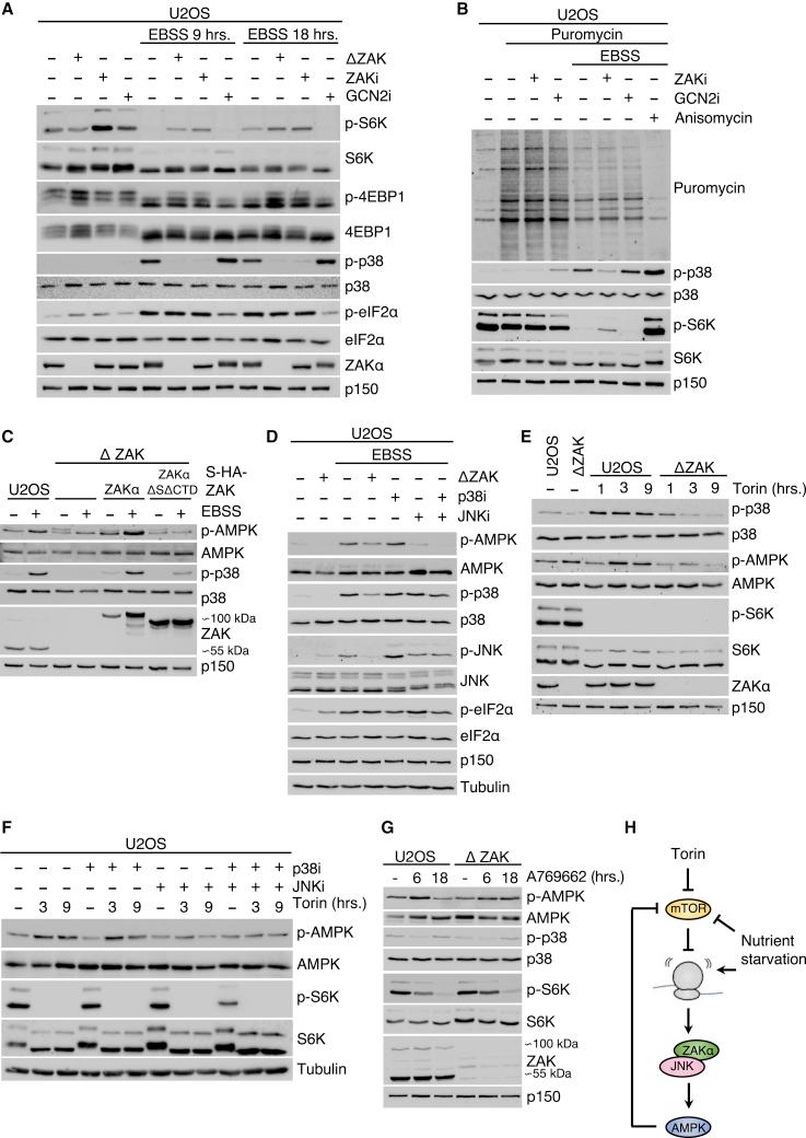 https://cdn.ncbi.nlm.nih.gov/pmc/blobs/7e0b/9763090/1c8281d5d12f/gr2.jpg