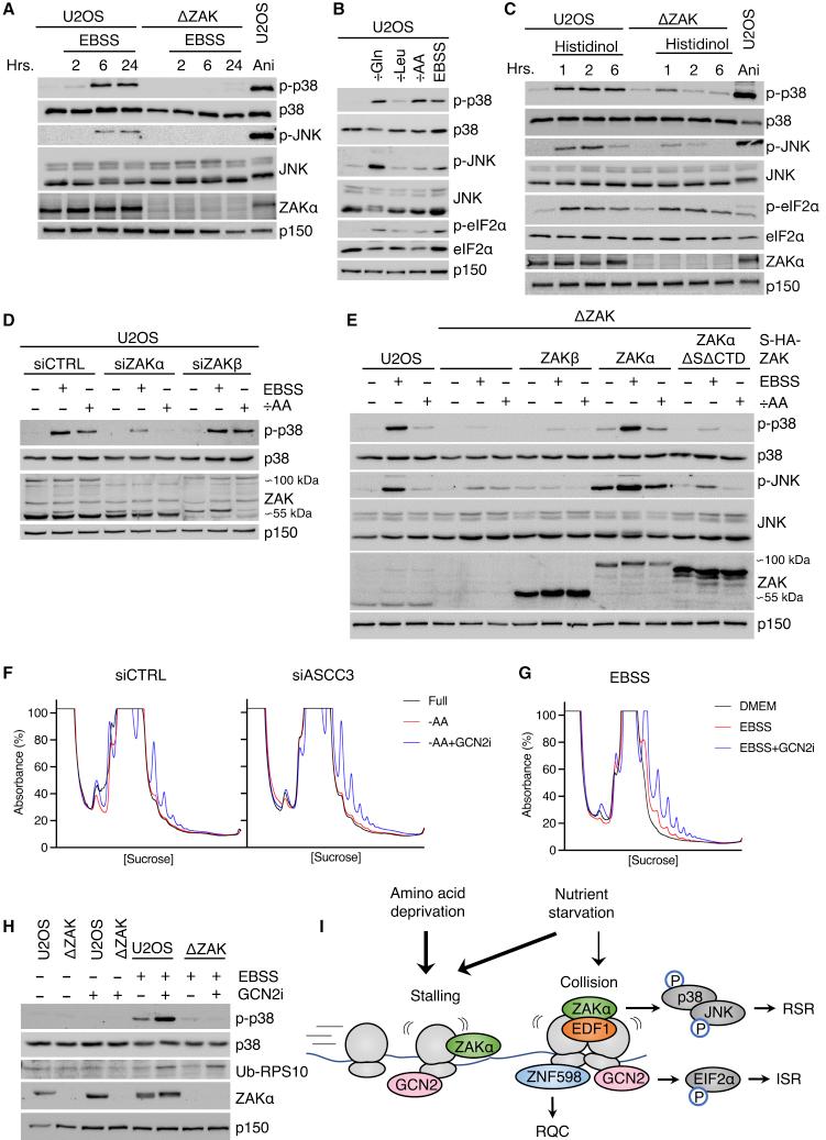 https://cdn.ncbi.nlm.nih.gov/pmc/blobs/7e0b/9763090/bf085556971c/gr1.jpg