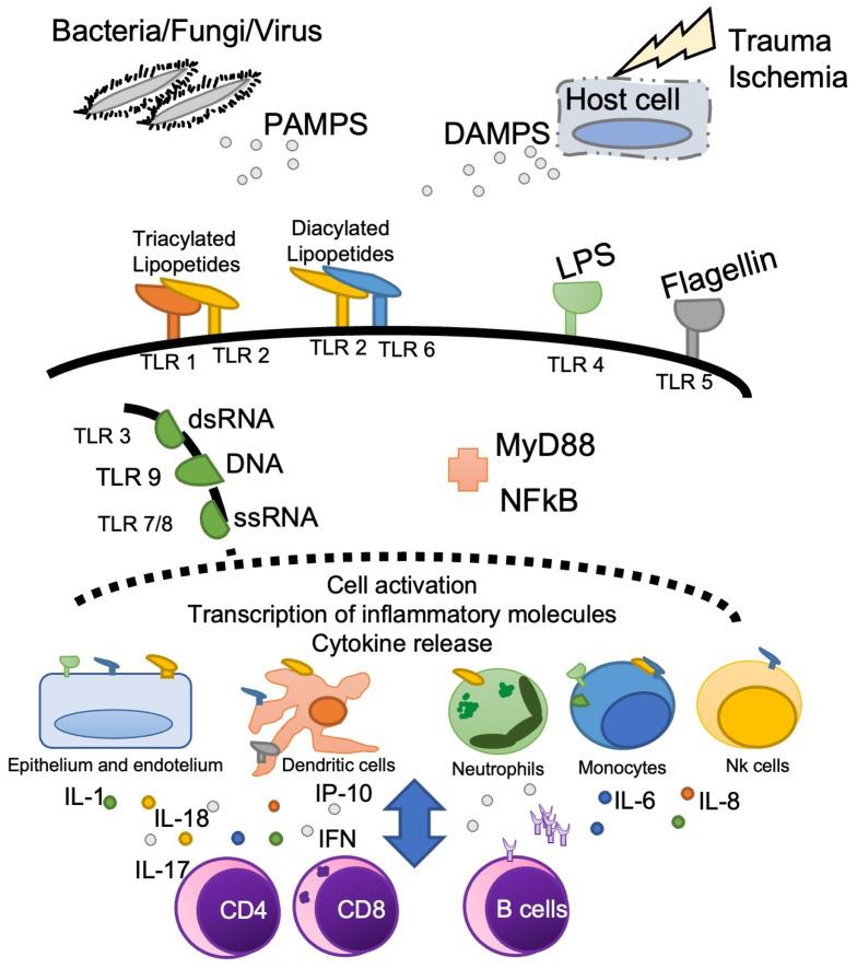 https://cdn.ncbi.nlm.nih.gov/pmc/blobs/7e0b/9866378/d1aa49b871be/medicina-59-00061-g002.jpg
