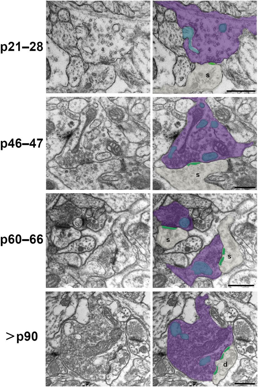 https://cdn.ncbi.nlm.nih.gov/pmc/blobs/7e0f/7568603/8312a871bbe5/SN-ENUJ200253F001.jpg