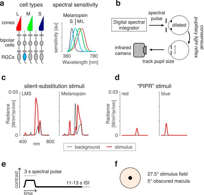 https://cdn.ncbi.nlm.nih.gov/pmc/blobs/7e11/6262648/6935463e4998/i1552-5783-59-13-5615-f01.jpg
