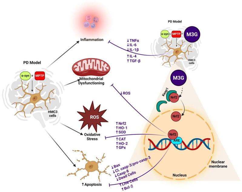 https://cdn.ncbi.nlm.nih.gov/pmc/blobs/7e12/11641650/a7d00928fe27/ijms-25-12733-sch001.jpg