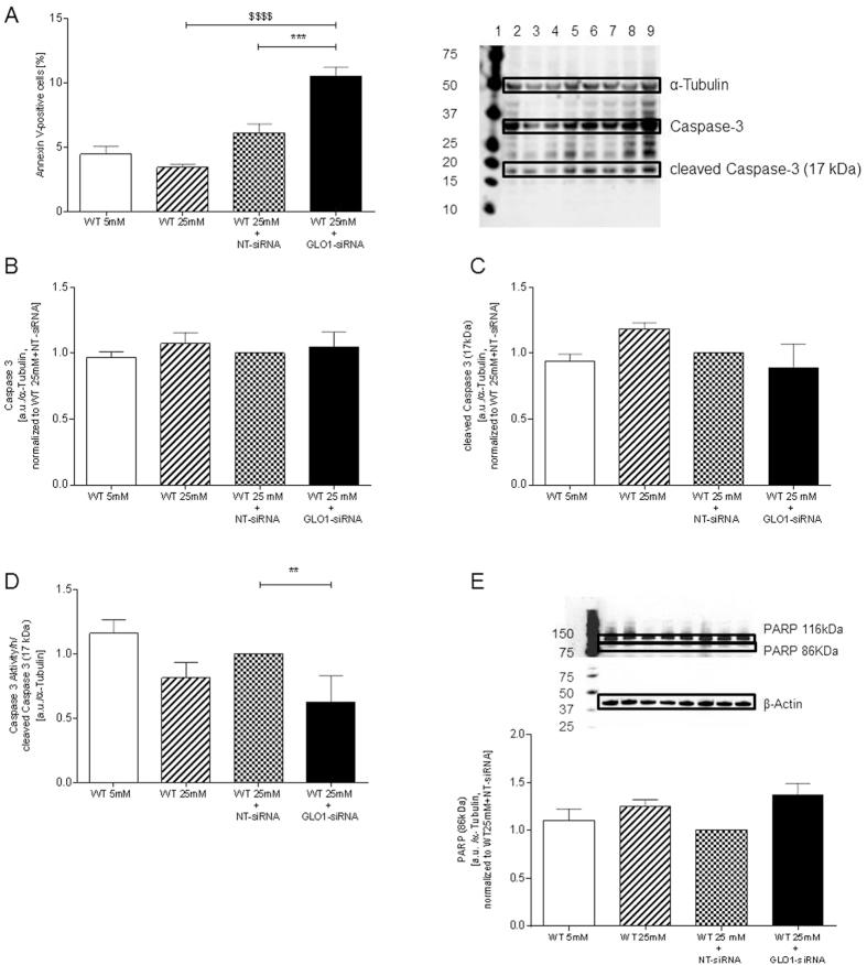 https://cdn.ncbi.nlm.nih.gov/pmc/blobs/7e13/5127188/b24185fadba1/srep37737-f5.jpg
