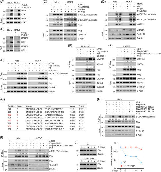 https://cdn.ncbi.nlm.nih.gov/pmc/blobs/7e1c/10040724/2346a4049eca/CTM2-13-e1210-g003.jpg