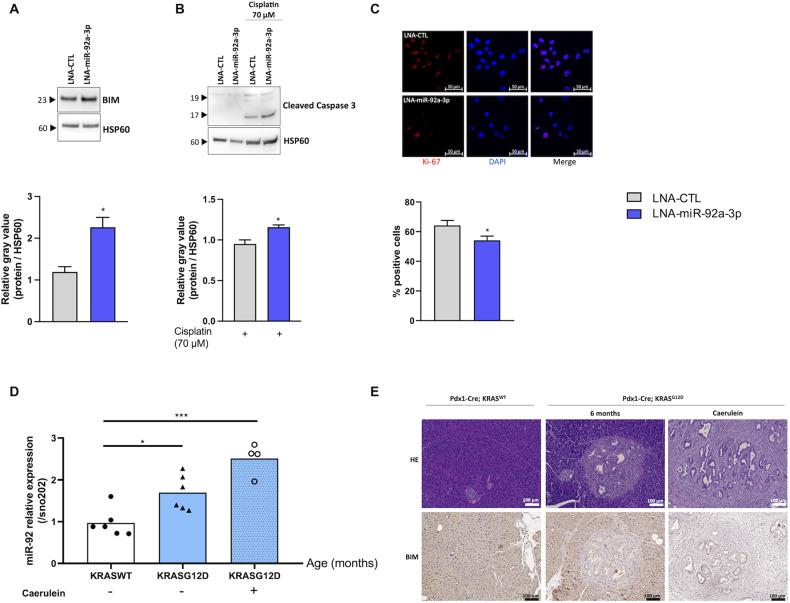 https://cdn.ncbi.nlm.nih.gov/pmc/blobs/7e1c/10499794/2040179639a7/41419_2023_6125_Fig5_HTML.jpg