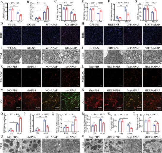 https://cdn.ncbi.nlm.nih.gov/pmc/blobs/7e1c/11497042/254dd7e28e7f/ADVS-11-2402710-g004.jpg