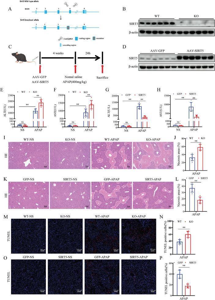 https://cdn.ncbi.nlm.nih.gov/pmc/blobs/7e1c/11497042/3624e39d18fd/ADVS-11-2402710-g009.jpg