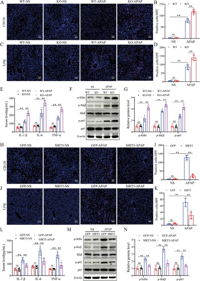 https://cdn.ncbi.nlm.nih.gov/pmc/blobs/7e1c/11497042/57d69e2f0f0e/ADVS-11-2402710-g008.jpg