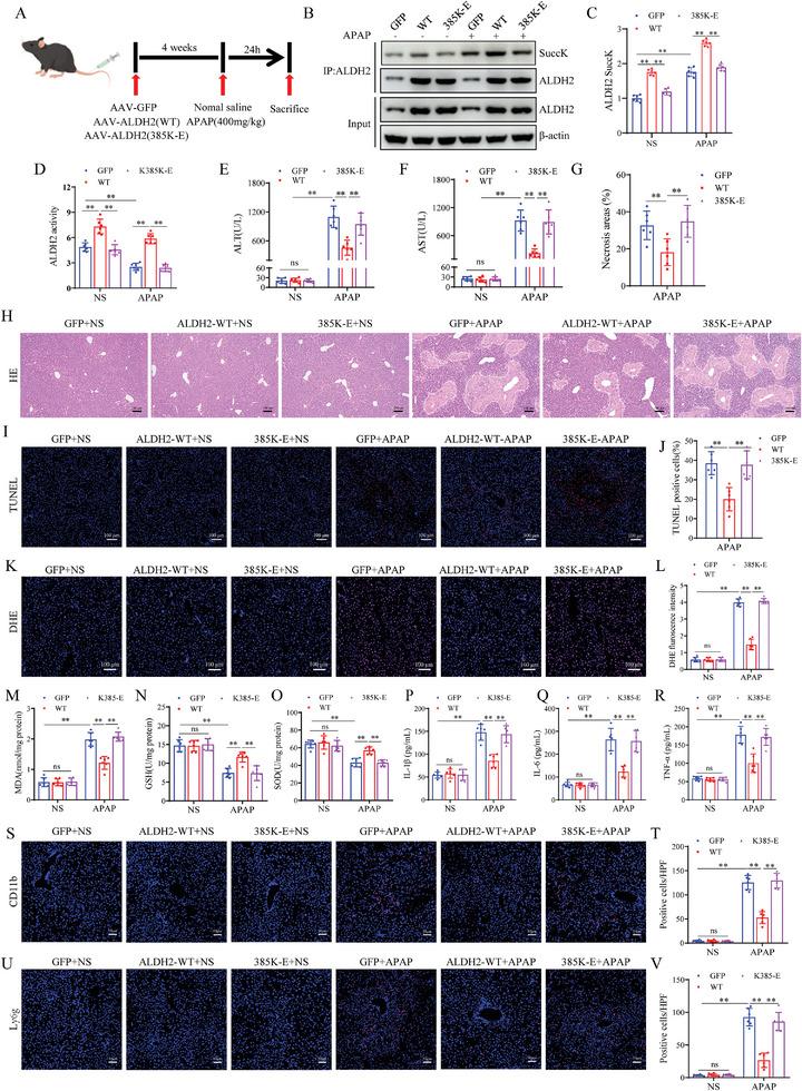 https://cdn.ncbi.nlm.nih.gov/pmc/blobs/7e1c/11497042/9fca8dff1267/ADVS-11-2402710-g002.jpg