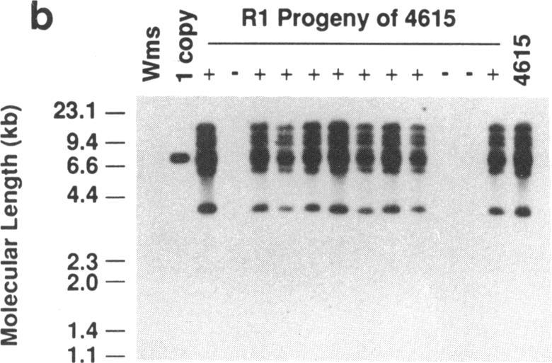 https://cdn.ncbi.nlm.nih.gov/pmc/blobs/7e1d/298092/d74287ce2863/pnas00286-0213-e.jpg