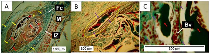 https://cdn.ncbi.nlm.nih.gov/pmc/blobs/7e1e/10708655/1bd4914fe4d7/polymers-15-04595-g010.jpg
