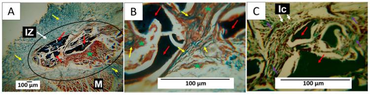 https://cdn.ncbi.nlm.nih.gov/pmc/blobs/7e1e/10708655/a41b46c3777f/polymers-15-04595-g008.jpg