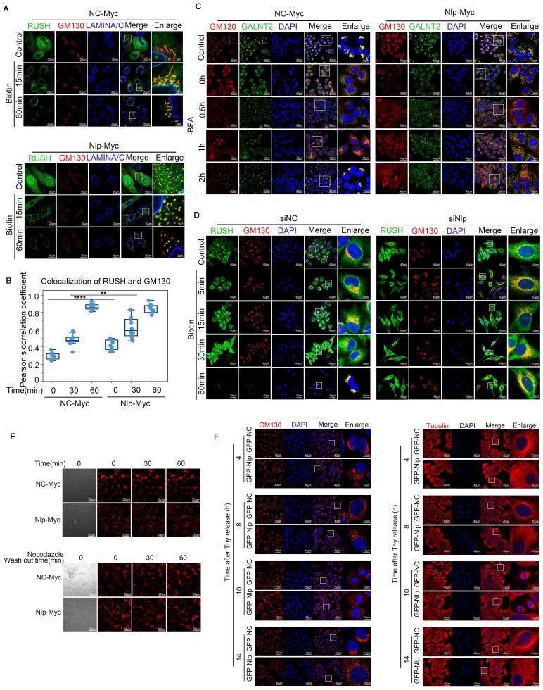 https://cdn.ncbi.nlm.nih.gov/pmc/blobs/7e1e/11186355/12dc930798b6/ijbsv20p2881g006.jpg