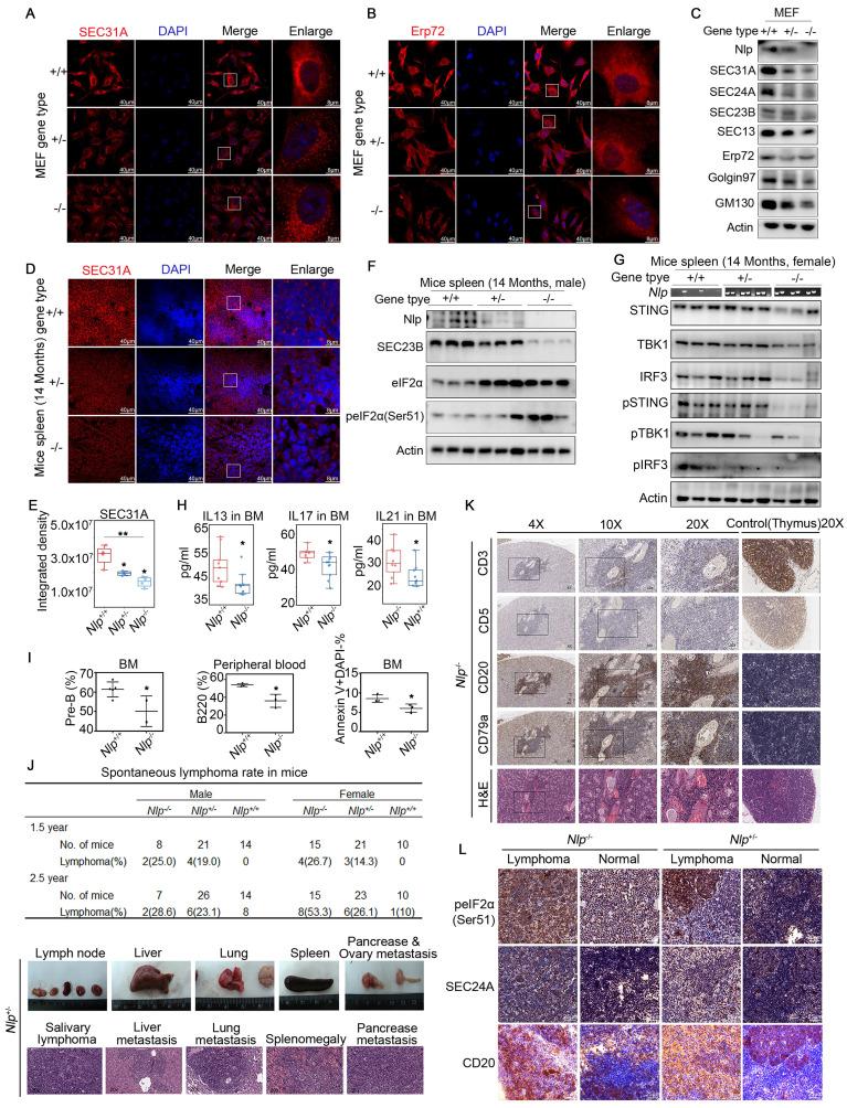 https://cdn.ncbi.nlm.nih.gov/pmc/blobs/7e1e/11186355/2df85a17e8a9/ijbsv20p2881g008.jpg