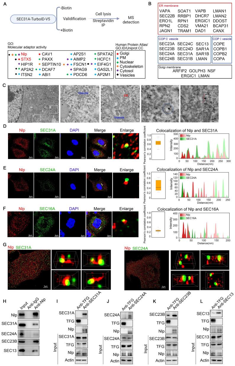 https://cdn.ncbi.nlm.nih.gov/pmc/blobs/7e1e/11186355/5313f8b329e4/ijbsv20p2881g001.jpg