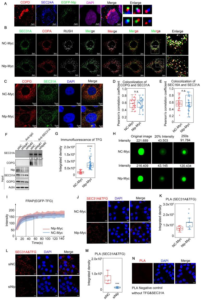 https://cdn.ncbi.nlm.nih.gov/pmc/blobs/7e1e/11186355/82a038617326/ijbsv20p2881g005.jpg
