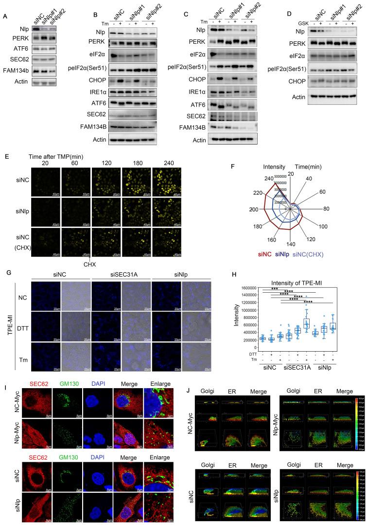 https://cdn.ncbi.nlm.nih.gov/pmc/blobs/7e1e/11186355/cbd98ed8d85c/ijbsv20p2881g007.jpg