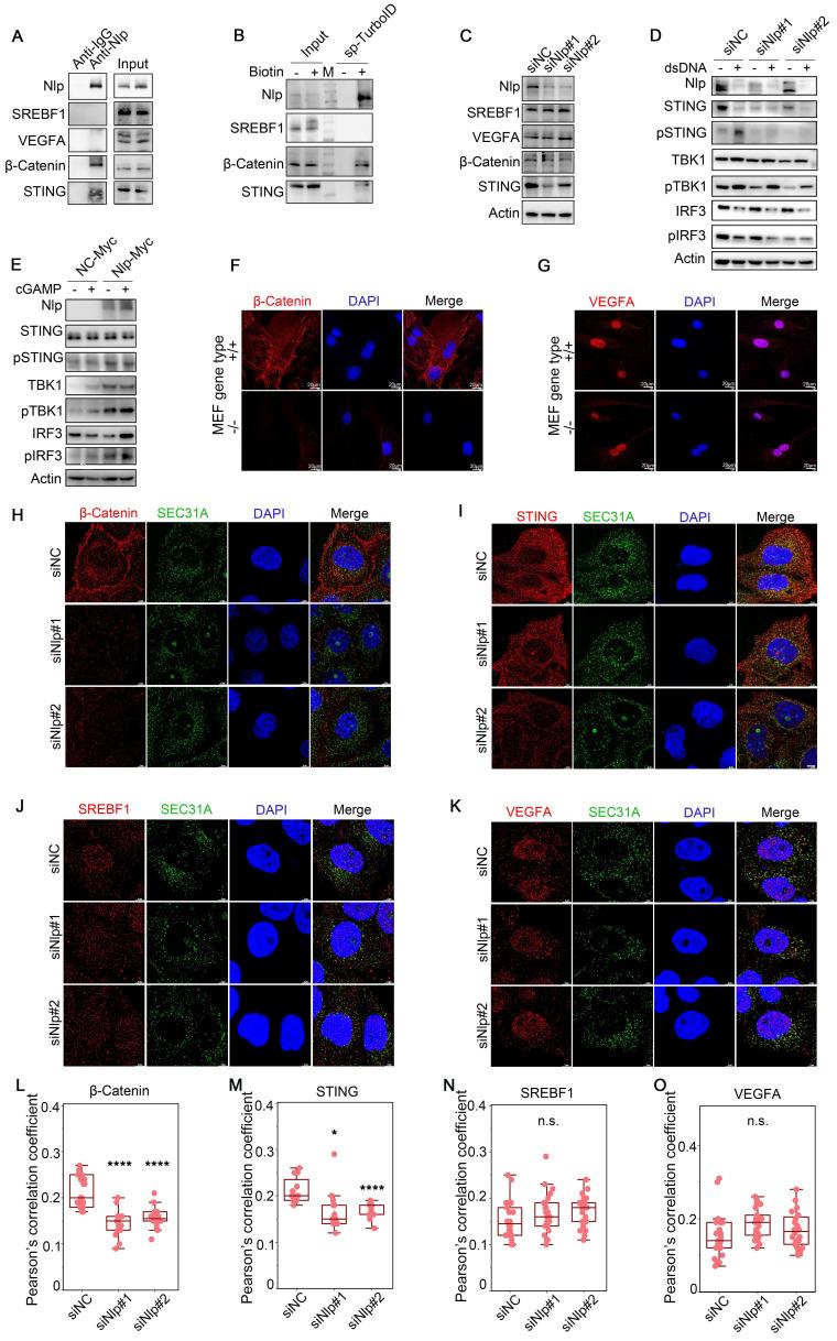 https://cdn.ncbi.nlm.nih.gov/pmc/blobs/7e1e/11186355/f74557faf87b/ijbsv20p2881g004.jpg