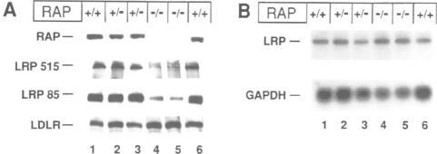 https://cdn.ncbi.nlm.nih.gov/pmc/blobs/7e1f/450198/358964af2778/emboj00011-0023-a.jpg