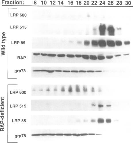https://cdn.ncbi.nlm.nih.gov/pmc/blobs/7e1f/450198/d220cb77c852/emboj00011-0023-b.jpg