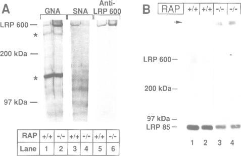 https://cdn.ncbi.nlm.nih.gov/pmc/blobs/7e1f/450198/e1c80b6fcea2/emboj00011-0024-a.jpg