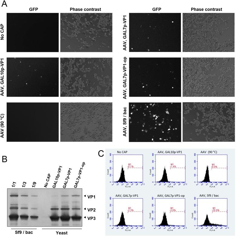https://cdn.ncbi.nlm.nih.gov/pmc/blobs/7e26/5371294/573d6b762820/pone.0173010.g005.jpg