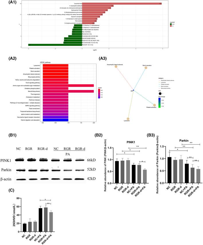 https://cdn.ncbi.nlm.nih.gov/pmc/blobs/7e27/11580724/caba04c0abd3/FSB2-38-e70135-g010.jpg