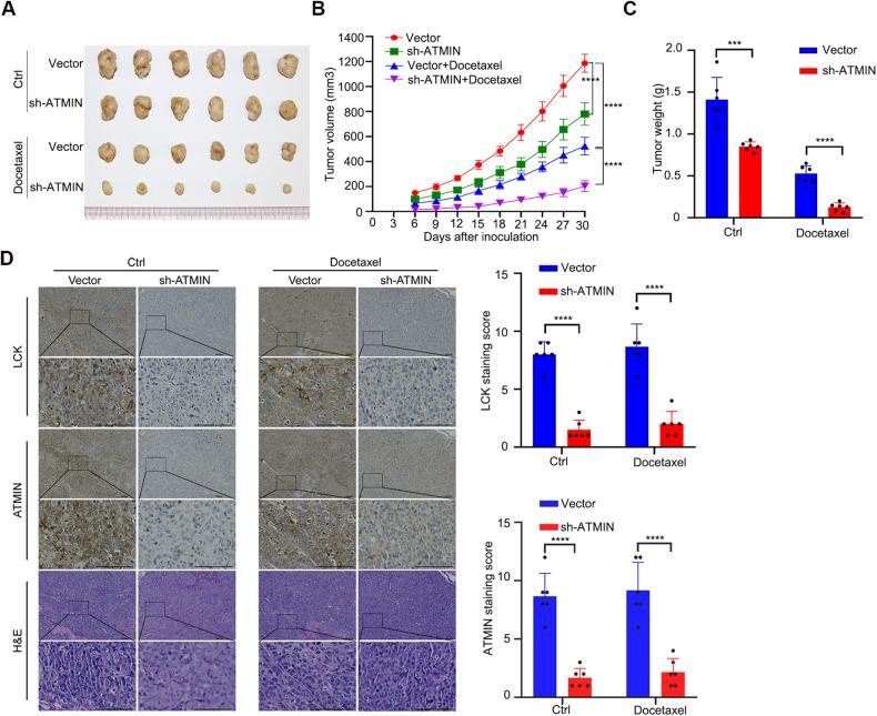 https://cdn.ncbi.nlm.nih.gov/pmc/blobs/7e2b/10847093/5469138a40b8/41419_2024_6496_Fig6_HTML.jpg