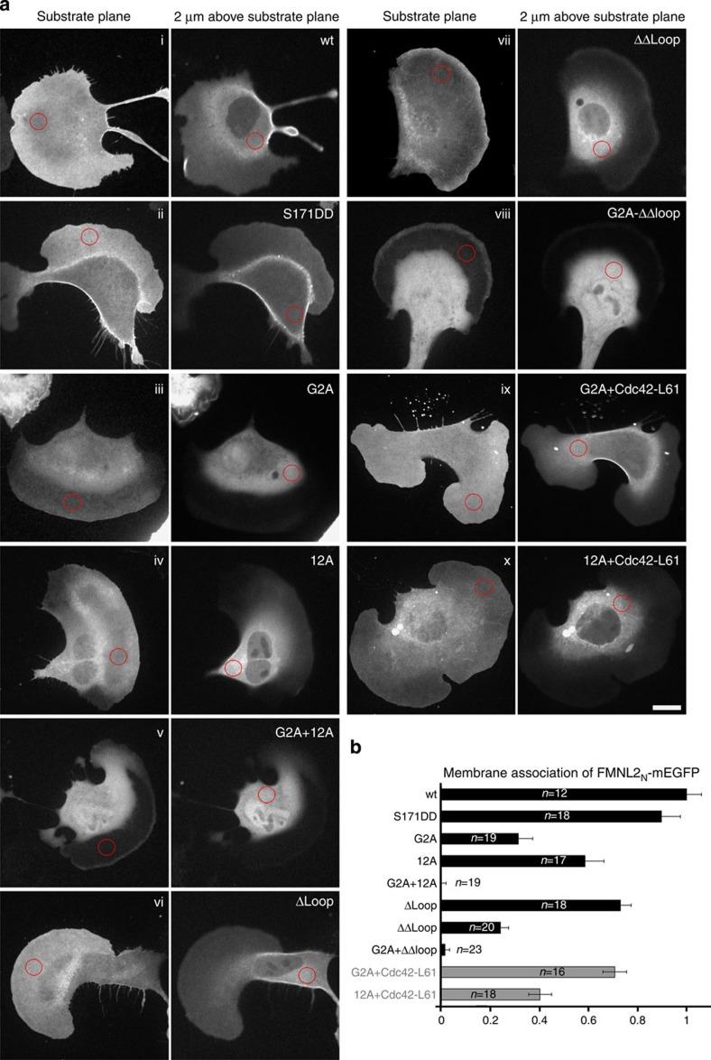 https://cdn.ncbi.nlm.nih.gov/pmc/blobs/7e2b/4432619/21553af9b5ab/ncomms8088-f5.jpg