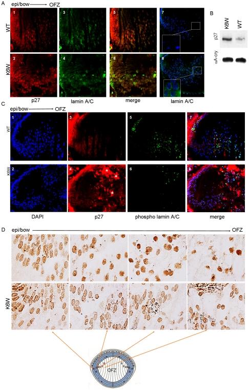 https://cdn.ncbi.nlm.nih.gov/pmc/blobs/7e2f/2958118/65a907bae4db/pone.0013331.g004.jpg