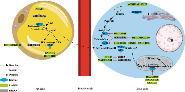 https://cdn.ncbi.nlm.nih.gov/pmc/blobs/7e31/10770979/12ad9832d982/12935_2023_3194_Fig2_HTML.jpg