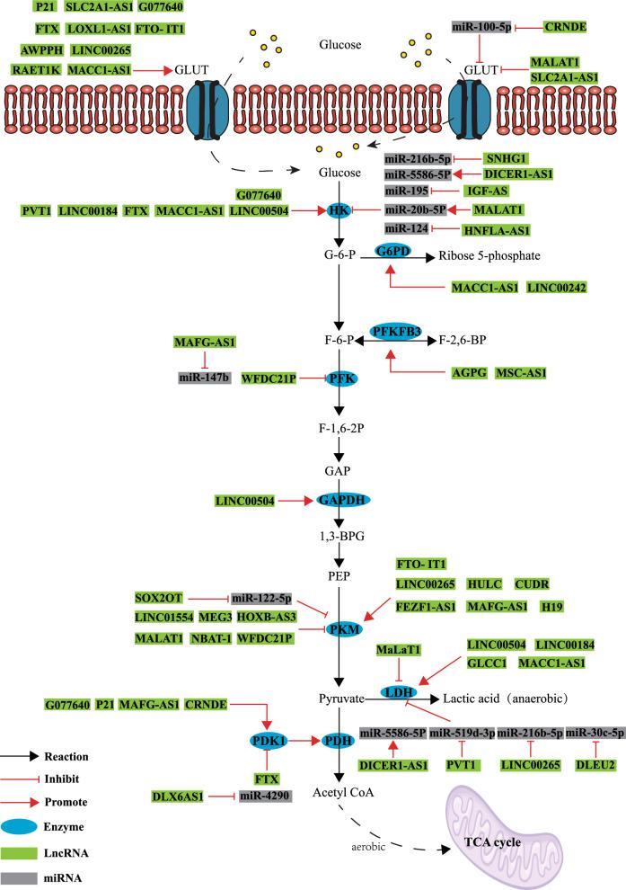 https://cdn.ncbi.nlm.nih.gov/pmc/blobs/7e31/10770979/8844eb738320/12935_2023_3194_Fig1_HTML.jpg