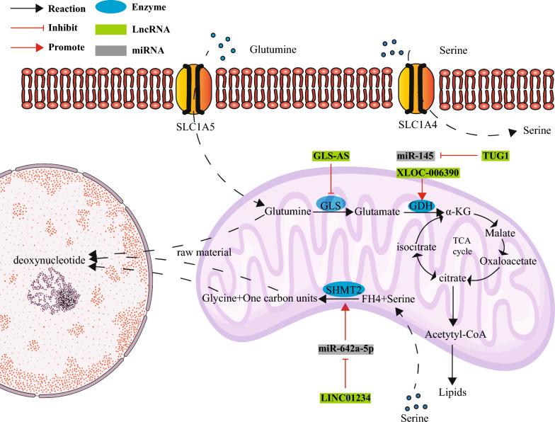 https://cdn.ncbi.nlm.nih.gov/pmc/blobs/7e31/10770979/a8b2612bd9eb/12935_2023_3194_Fig3_HTML.jpg