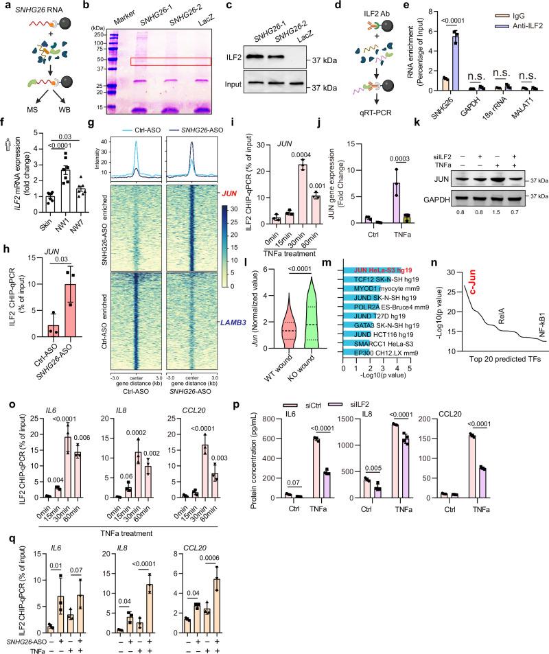 https://cdn.ncbi.nlm.nih.gov/pmc/blobs/7e35/11452505/ea58b04fee58/41467_2024_52783_Fig5_HTML.jpg