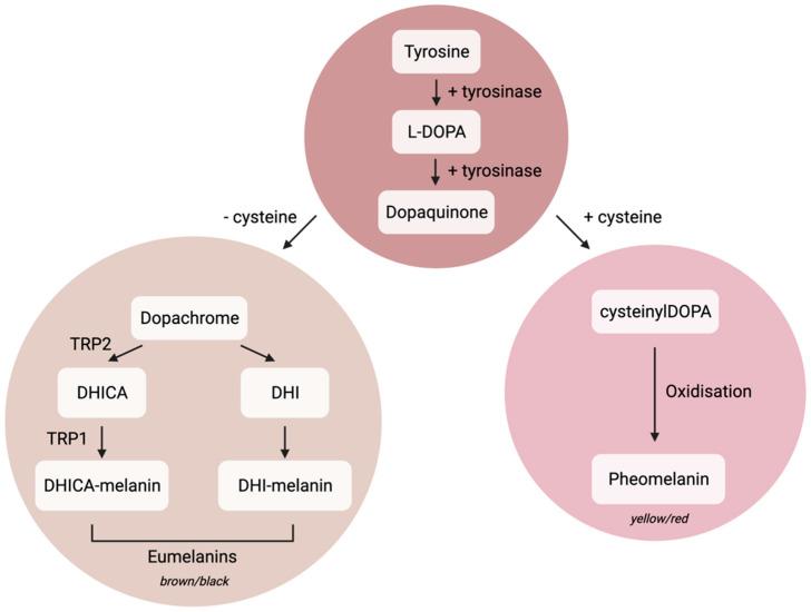 https://cdn.ncbi.nlm.nih.gov/pmc/blobs/7e39/9775966/ed976ae8822f/biomedicines-10-03111-g001.jpg