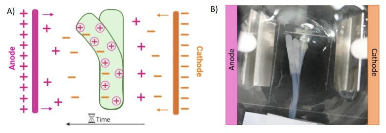 https://cdn.ncbi.nlm.nih.gov/pmc/blobs/7e3b/8839485/2c00646e2b29/polymers-14-00650-g010.jpg