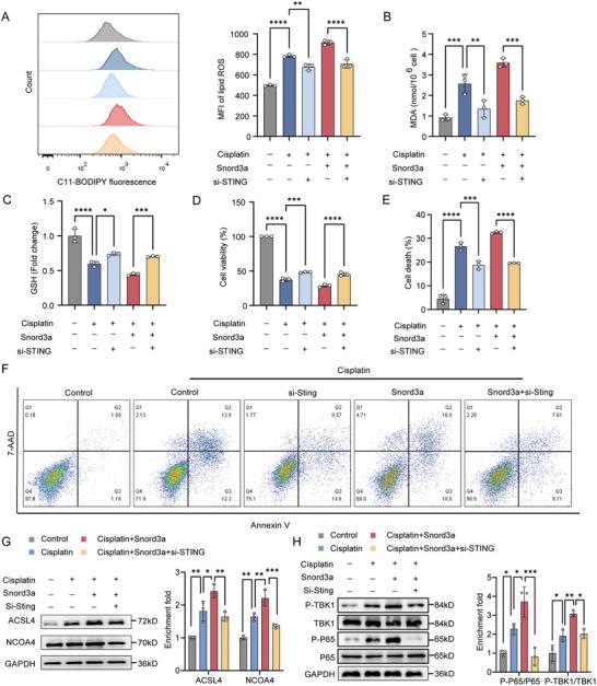 https://cdn.ncbi.nlm.nih.gov/pmc/blobs/7e3d/11434033/2b06da3f55f4/ADVS-11-2400305-g008.jpg