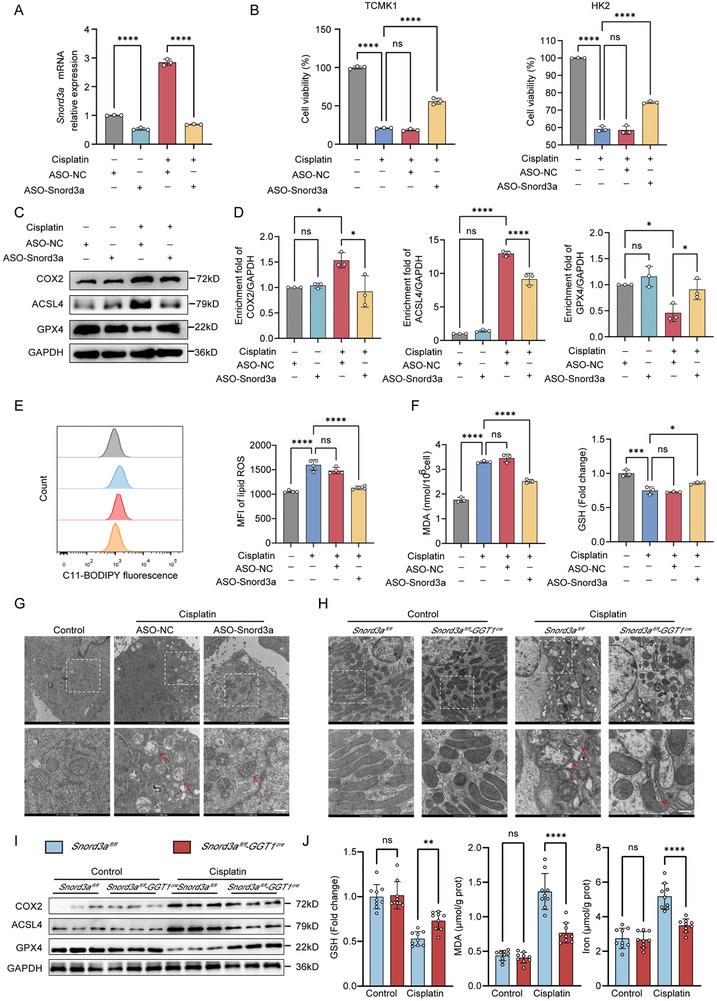 https://cdn.ncbi.nlm.nih.gov/pmc/blobs/7e3d/11434033/2b3121a63d7d/ADVS-11-2400305-g004.jpg