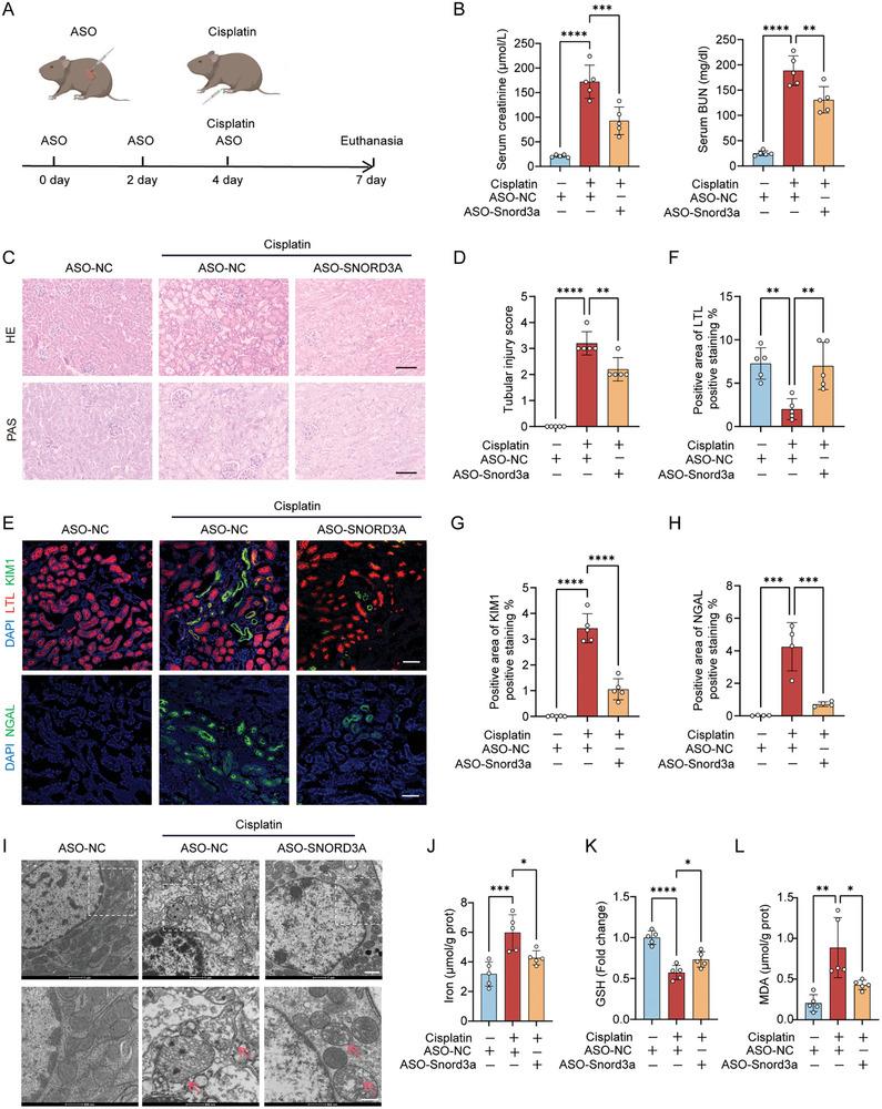 https://cdn.ncbi.nlm.nih.gov/pmc/blobs/7e3d/11434033/4d7b48eb3bff/ADVS-11-2400305-g007.jpg