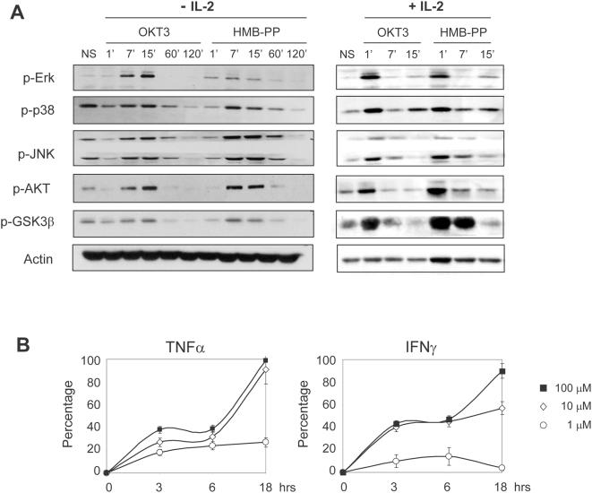 https://cdn.ncbi.nlm.nih.gov/pmc/blobs/7e3e/2682580/2e004f22e722/pone.0005657.g002.jpg