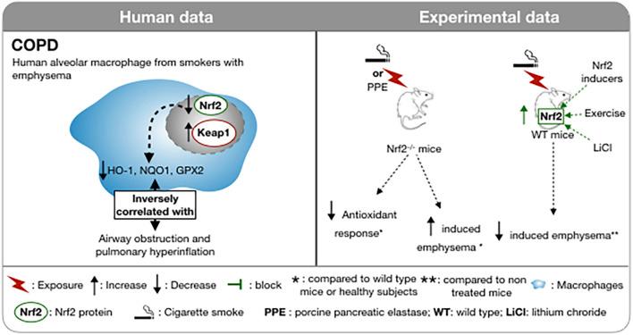 https://cdn.ncbi.nlm.nih.gov/pmc/blobs/7e40/8511424/75a61082b46a/fphys-12-727806-g002.jpg