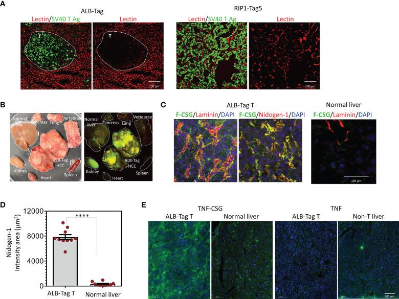 https://cdn.ncbi.nlm.nih.gov/pmc/blobs/7e42/8902243/3f73aea4714d/fonc-12-837234-g001.jpg
