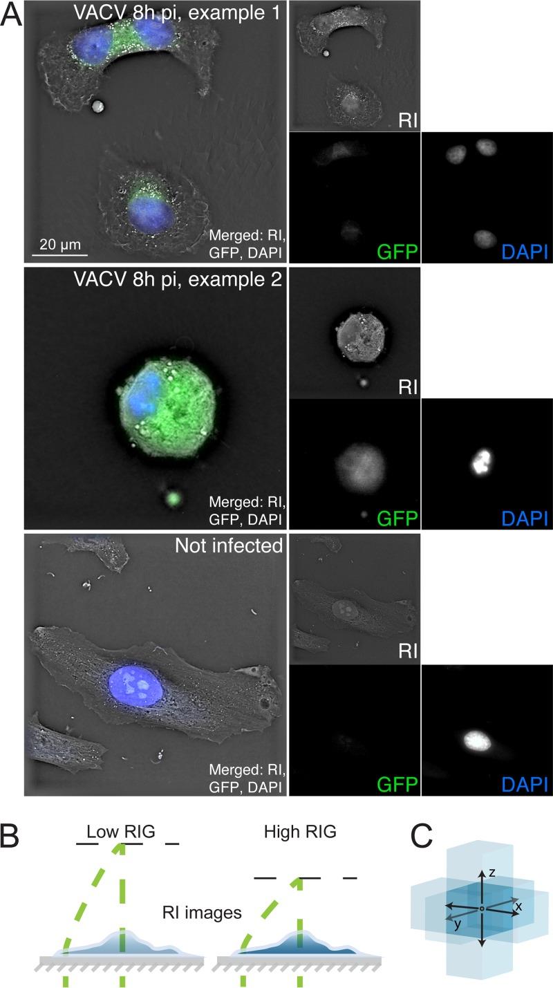 https://cdn.ncbi.nlm.nih.gov/pmc/blobs/7e43/6249643/ca3fdbed8af8/sph0061827070001.jpg