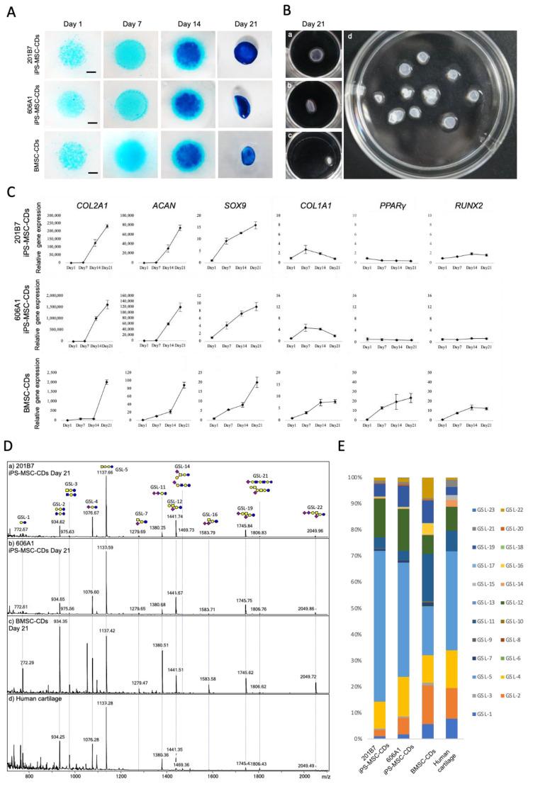 https://cdn.ncbi.nlm.nih.gov/pmc/blobs/7e48/7760376/4ac1d7393e8a/biomolecules-10-01622-g004.jpg