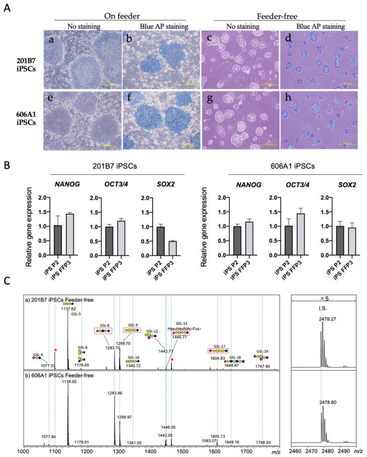 https://cdn.ncbi.nlm.nih.gov/pmc/blobs/7e48/7760376/c8b1f6a0c9ae/biomolecules-10-01622-g001.jpg