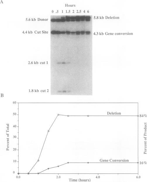 https://cdn.ncbi.nlm.nih.gov/pmc/blobs/7e4b/369562/4517bc1f34de/molcellb00167-0404-a.jpg