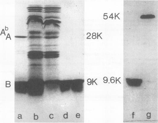 https://cdn.ncbi.nlm.nih.gov/pmc/blobs/7e4b/421031/7bc613c249e3/iai00210-0068-a.jpg