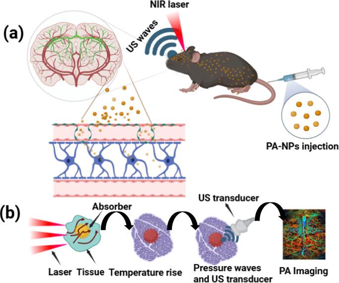https://cdn.ncbi.nlm.nih.gov/pmc/blobs/7e4d/11881315/4f5727d2da49/12951_2025_3204_Fig1_HTML.jpg