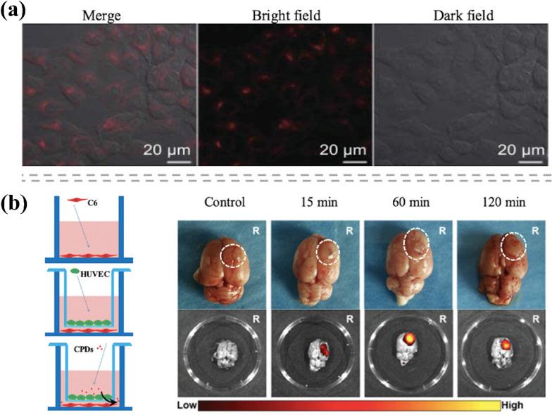 https://cdn.ncbi.nlm.nih.gov/pmc/blobs/7e4d/11881315/fc9d453993b1/12951_2025_3204_Fig8_HTML.jpg